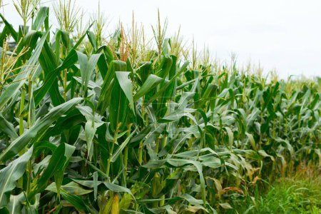 green corn plant field, farm and agricultural image