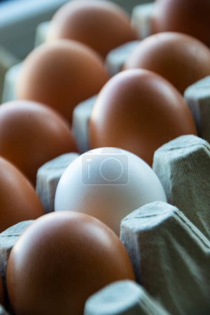 White egg in the middle of brown eggs. closeup image of a group of eggs
