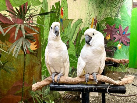 A couple of white cockatoo parrots on a tree, cute exotic birds