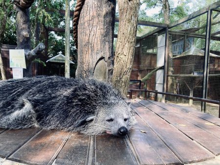 Binturong or bearcat with black fur sleeping on wooden board