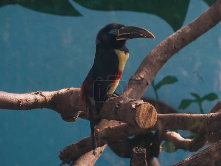 Halsband-Aracari im Zoo von Lima, Peru.
