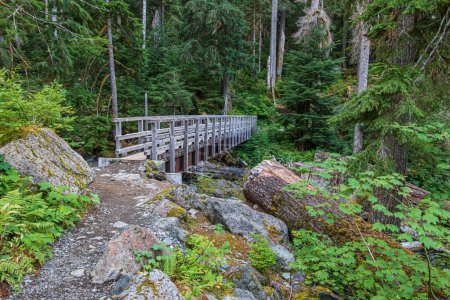 Un puente de madera conduce a través de un arroyo y en un bosque exuberante. Hay aventura que se debe tener donde el camino conduce.