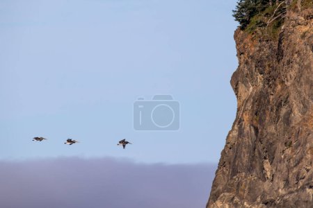 Drei Braunpelikane (Pelecanus occidentalis) fliegen auf eine Klippe bei James Island in der Nähe von La Push Washington zu.