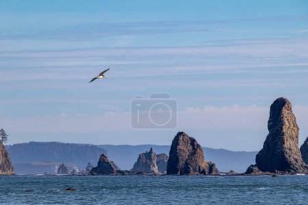 A lone Brown Pelican ( Pelecanus occidentalis ) soars among the sea stack off the Washington coast near La Push.