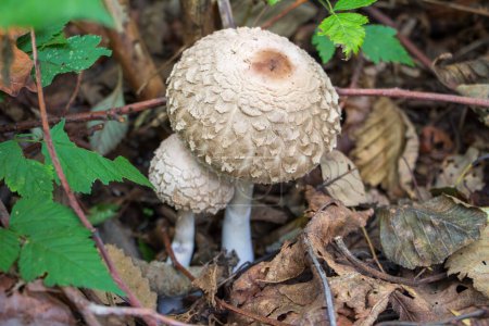 A pair of Shaggy Parasol ( Chlorophyllum olivieri ) mushrooms grow among the leaves on the forest floor. Trailing blackberry ( Rubus ursinus ) leaves add color