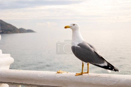 Seagull on the Playa de Levante, Benidorm, Spain.