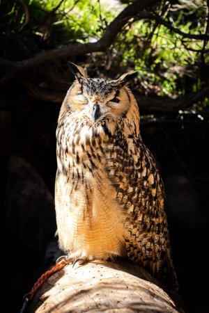 Portrait of Eurasian Eagle-Owl, Bubo bubo, a species of eagle owl.