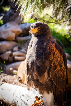 Falconry. Harris hawk (Parabuteo unicinctus) bird of prey.
