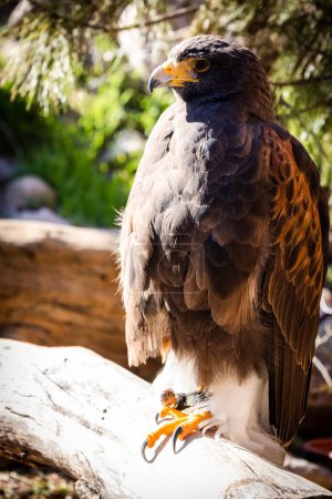Falconry. Harris hawk (Parabuteo unicinctus) bird of prey.