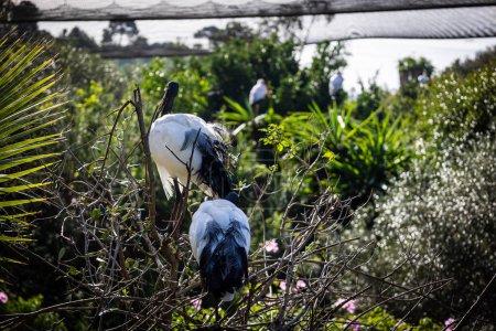 Sagrado Ibis. Estepona, Málaga, España. 23 de noviembre 2022. Zoo Selwo Aventura.