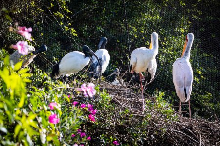 Sacred Ibis. Estepona, Malaga, Spain. November 23 2022. Zoo Selwo Aventura.
