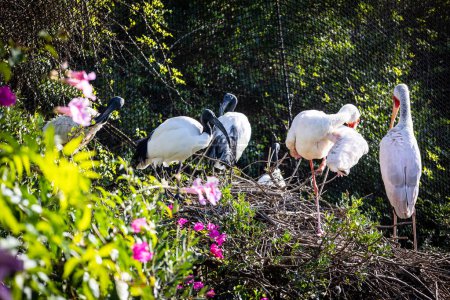 Sagrado Ibis. Estepona, Málaga, España. 23 de noviembre 2022. Zoo Selwo Aventura.