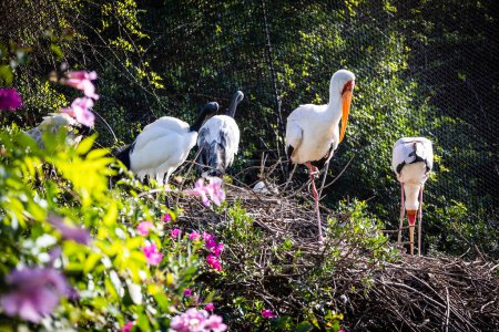 Foto de Sagrado Ibis. Estepona, Málaga, España. 23 de noviembre 2022. Zoo Selwo Aventura. - Imagen libre de derechos