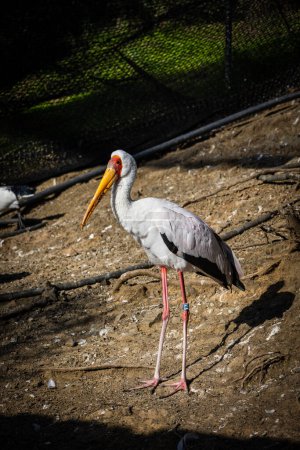 Heilige Ibis. Estepona, Malaga, Spanien. 23. November 2022. Zoo Selwo Aventura.