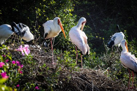 Sacré Ibis. Estepona, Malaga, Espagne. 23 novembre 2022. Zoo Selwo Aventura.
