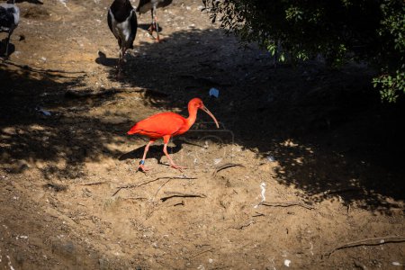 Sacred Ibis. Estepona, Malaga, Spain. November 23 2022. Zoo Selwo Aventura.