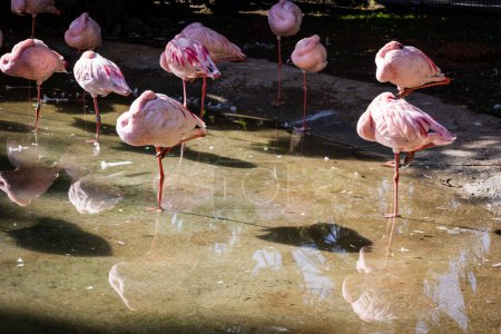 Dwarf Flamingo. Estepona, Malaga, Spain. November 23 2022. Zoo Selwo Aventura.
