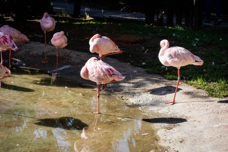 Dwarf Flamingo. Estepona, Malaga, Spain. November 23 2022. Zoo Selwo Aventura.
