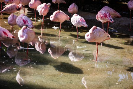 Enano Flamingo. Estepona, Málaga, España. 23 de noviembre 2022. Zoo Selwo Aventura.