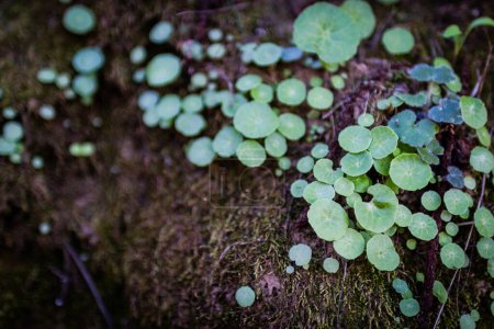 Foto de Primer plano de líquenes y plantas pequeñas en el suelo de musgo. - Imagen libre de derechos