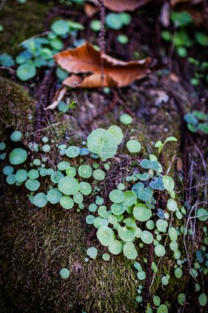 Foto de Primer plano de líquenes y plantas pequeñas en el suelo de musgo. - Imagen libre de derechos