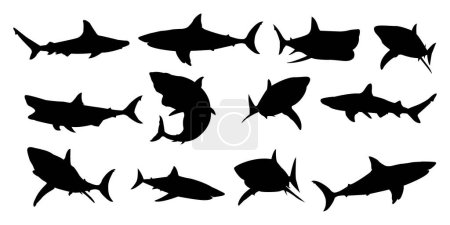 Téléchargez les illustrations : Requins en silhouette vectorielle ensemble ou silhouette de poissons, Shark noir silhouette ensemble, - en licence libre de droit