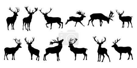 Illustration for Set of black deer animals silhouettes of wild deer's, vector, male, female and roe deer - Royalty Free Image