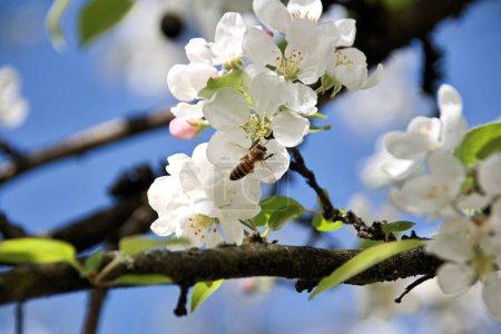 bee pollinates white cherry flowers in a small park in the city of Munich in spring