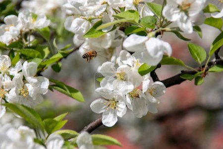 bee pollinates white cherry flowers in a small park in the city of Munich in spring