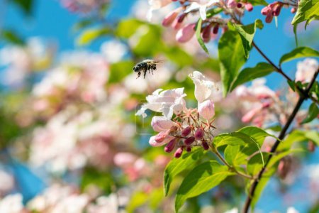 a bee pollinates a blooming weigela bush in spring. May blooming bush Weigela in the city of Munich