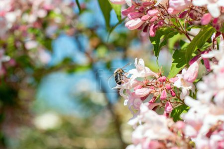 una abeja poliniza un arbusto de weigela en flor en primavera. Arbusto en flor de mayo Weigela en la ciudad de Munich