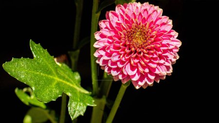 beautiful pink bright Dalien on a dark background drops of water on flowers