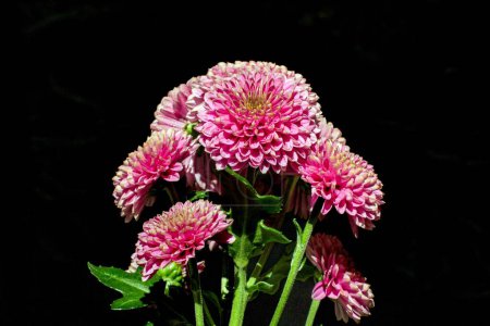beautiful pink bright Dalien on a dark background drops of water on flowers