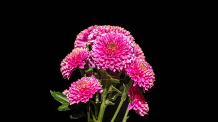 hermoso rosa brillante Dalien sobre un fondo oscuro gotas de agua en las flores