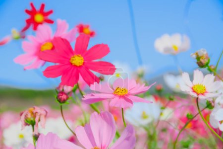 Photo for Cosmos are annual flowers with colorful, daisy-like flowers, symbolizing simplicity, joy, beauty, order, harmony, and balance, amidst slender stems. - Royalty Free Image