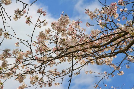 Téléchargez les photos : Fleurs de cerisier en pleine floraison au printemps au Japon - en image libre de droit