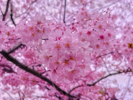 Téléchargez les photos : Fleurs de cerisier en pleine floraison au printemps au Japon. fleurs de cerisier rose en pleine floraison.Foc.perfwct sélectif pour papier peint ou fond d'écran. - en image libre de droit