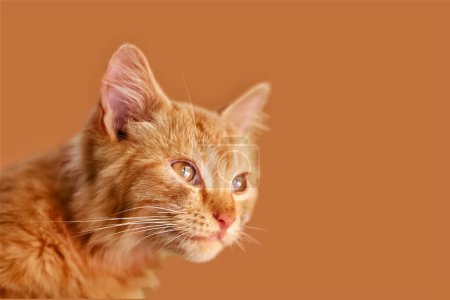 Photo for Orange tabby kitten posing proudly as if he were looking at an enemy on a brown background - Royalty Free Image