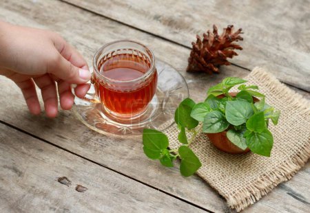 Daun sirih cina or Peperomia pellucida herbal tea. Also known as pepper elder. Wooden table background.alternative medice or herbal drink.flat lay angle.