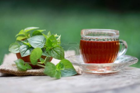 Daun sirih cina o Peperomia pellucida té de hierbas. También conocido como el anciano pimienta. Mesa de madera background.alternative medice o planta drink.flat ángulo de colocación.