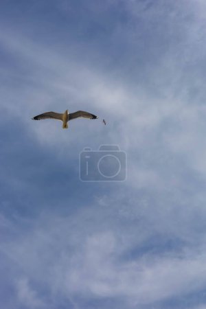 Panoramablick auf eine Seemöwe, die mit einem klaren blauen Himmel im Hintergrund fliegt. Hochwertiges Foto