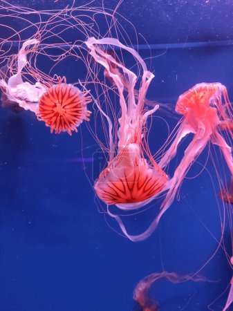 grande, rosa, púrpura, medusas con tentáculos largos, en el mar profundo, el océano, en un acuario azul. medusas bailan, nadan bajo el agua