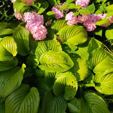 bright, light green, turquoise green, leaves, sunlight, hosta, blooming pink hosta flowers, background with hosta leaves