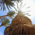 bottom view of palm leaves, palm tree bark, sky and sun