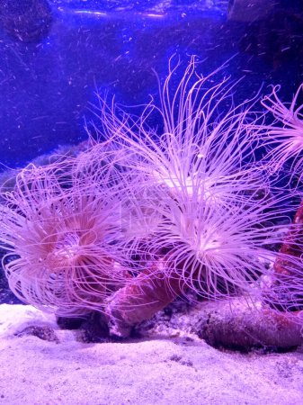 Photo for Purple anemone underwater, aquarium, marine fauna, coral reef, marine animals, ocean - Royalty Free Image