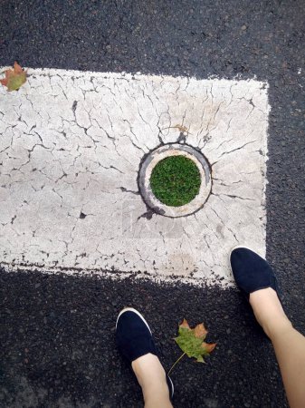 a round sign on the roadway overgrown with moss, a pedestrian crossing, nature breaking through the concrete asphalt. wallpaper, background, urban