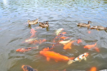 See, Fluss, Wasser mit Orangenfischen, Koi-Karpfen und braunen Enten. Füttern von Fischen und Enten in einem Teich. Chinesischer Karpfen, japanischer Orangen- und Weißfisch, Brokatkarpfen