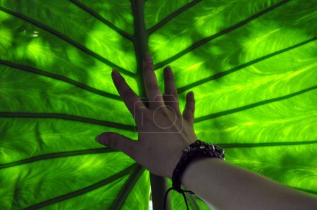 female hand silhouette and large green tropical leaf of monstera or palm tree