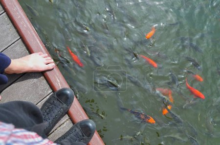 pieds mâles en baskets et pieds nus pieds femelles et un étang, lac, rivière avec poisson orange japonais, carpe koï