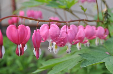 Dicentra spectabilis - La popular planta de jardín tiene flores rosadas originales en forma de corazón.